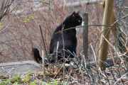 Morten 12 april 2020 - En katt på Høyenhall