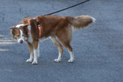 Morten 12 mai 2020 - En hund på Høyenhall