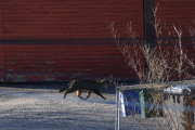Morten 14 mars 2020 - En katt på Høyenhall