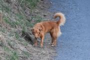 Morten 16 april 2020 - En hund på Høyenhall