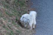 Morten 16 april 2020 - En hund på Høyenhall