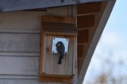 Morten 18 april 2020 - Blåmeisen i fuglekassa til naboen