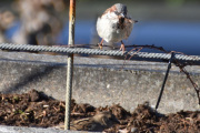 Morten 19 april 2020 - Spurven og insektet, nesten som en Fluesnapper