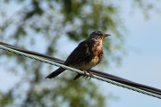 Morten 19 juni 2020 - En trost på Høyenhall, vi satser på det
