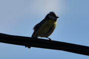Morten 2 mai 2020 - Blåmeis på Høyenhall