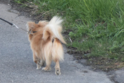 Morten 2 mai 2020 - Enda en hund på Høyenhall, ble litt små hunder denne gangen