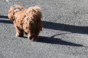 Morten 2 mai 2020 - En hund på Høyenhall