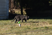 Morten 21 mars 2020 - Katten på Høyenhall