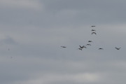 Morten 22 mai 2020 - En flokk med fugler skal lande på Østensjøvannet