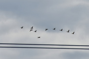 Morten 22 mai 2020 - En flokk med fugler tar av fra Østensjøvannet retning nordover