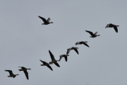 Morten 22 mai 2020 - En flokk med fugler tar av ved Østensjøvannet og flyr over huset vårt