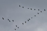Morten 22 mai 2020 - En flokk med fugler tar av ved Østensjøvannet og flyr over huset vårt