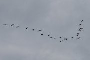 Morten 22 mai 2020 - En flokk med fugler tar av ved Østensjøvannet og flyr over huset vårt, hvis jeg ikke teller feil så er det 22 stykker