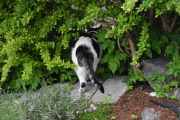 Morten 22 mai 2020 - En katt på Høyenhall