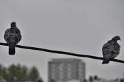 Morten 22 mai 2020 - To Ringduer på ledningen