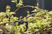 Morten 23 mai 2020 - Kjøttmeisen på Høyenhall og legg merke til buen