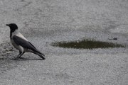 Morten 23 mai 2020 - Dramatikk i Høyenhallsvingen