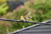 Morten 23 mai 2020 - Grønnfinker på Høyenhall, eller er det mating?