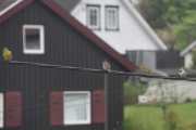 Morten 23 mai 2020 - To Grønnfinker og to Spurver