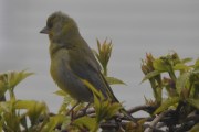 Morten 24 mai 2020 - Grønnfinken på Høyenhall