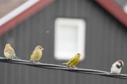 Morten 24 mai 2020 - Snodige fugler på ledningen