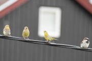 Morten 24 mai 2020 - Snodige fugler på ledningen