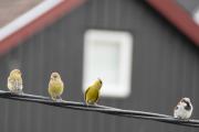 Morten 24 mai 2020 - Snodige fugler på ledningen
