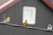 Morten 24 mai 2020 - Snodige fugler på ledningen