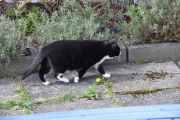 Morten 25 april 2020 - Katten på Høyenhall