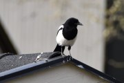 Morten 25 april 2020 - Skjæra på Høyenhall