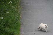 Morten 25 juni 2020 - Katten på Høyenhall