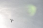 Morten 28 mars 2020 - En stor fugl og solen