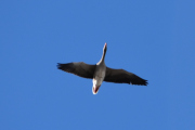 Morten 28 mars 2020 - Stor fugl over Høyenhall
