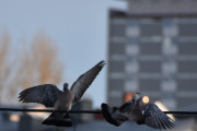 Morten 29 mars 2020 - To Ringduer i lek
