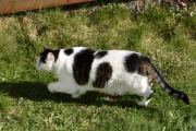 Morten 3 mai 2020 - En katt på Høyenhall