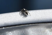 Morten 3 mai 2020 - En liten edderkopp på bordet