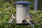 Morten 3 mai 2020 - To Stillits på Høyenhall
