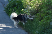 Morten 30 mai 2020 - En hund på Høyenhall