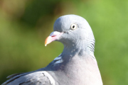 Morten 31 mai 2020 - Ringdua i fugletreet