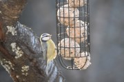 Morten 4 januar 2020 - Blåmeisen på Høyenhall