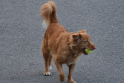 Morten 4 mai 2020 - En hund på Høyenhall, legg merke til tennisballen