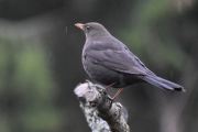 Morten 5 april 2020- En Svarttrost hann på Høyenhall som passer på Måka