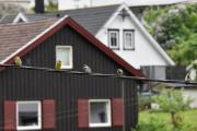 Morten 5 juni 2020 - Resten av fuglene på ledningen