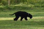 Morten 8 mai 2020 - Hund på Ekeberg