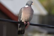 Morten 8 mai 2020 - Ringdua på Høyenhall