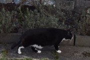 Morten 9 april 2020 - Katt på Høyenhall