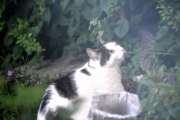 Morten 9 juni 2020 - Katten på Høyenhall