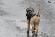 Morten 27 mars 2021 - En hund på Høyenhall, selv hundene bruker regnjakke i dag
