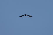Morten 31 januar 2021 - Stor fugl over Høyenhall, det er nesten lyst nok til at jeg kan se dem