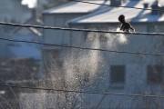 Morten 30 januar 2021 - Ekornet, hvorfor det løper så fort nå er at det står noen under ledningen